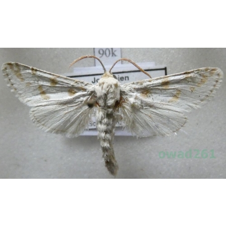 Holcocerus gloriosus laudabilis Staudinger, 1899 Jordania90k